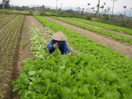 Người Nam Ðàn làm theo lời Bác